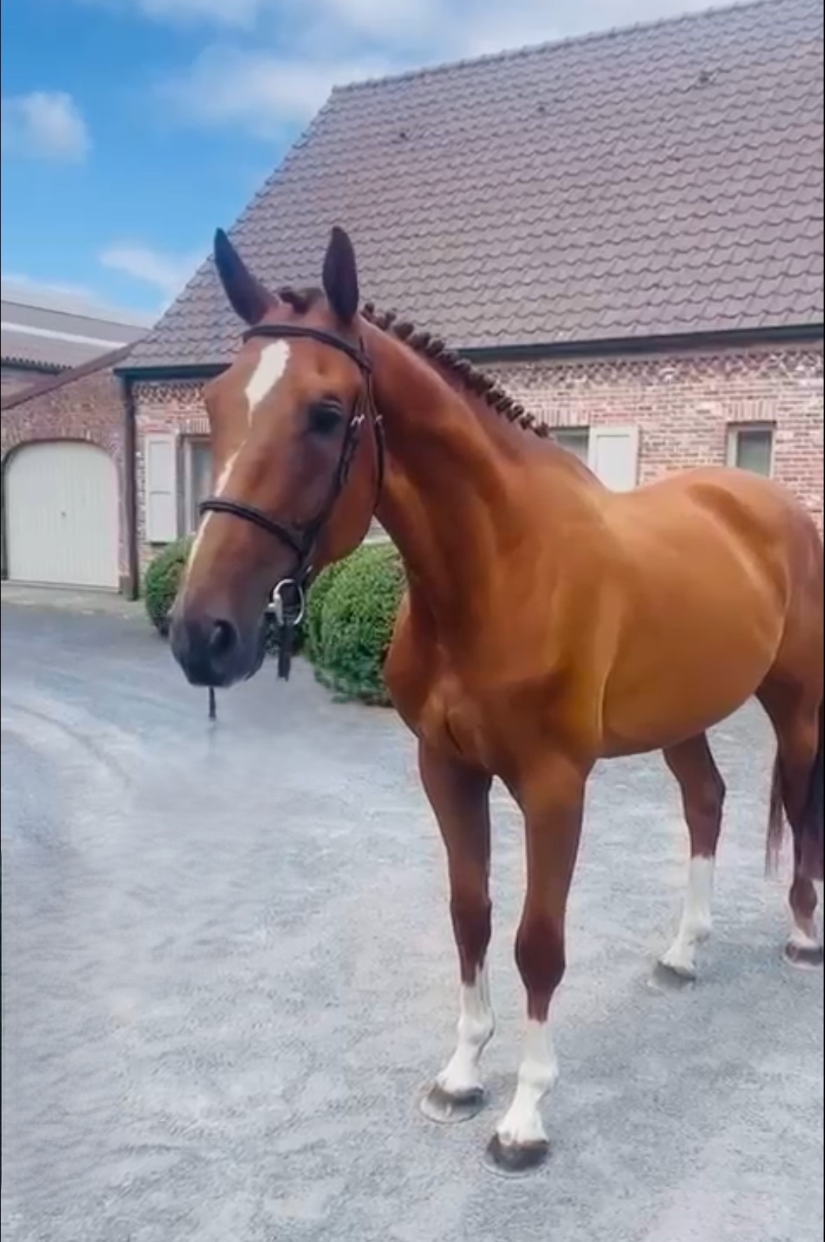 horse
